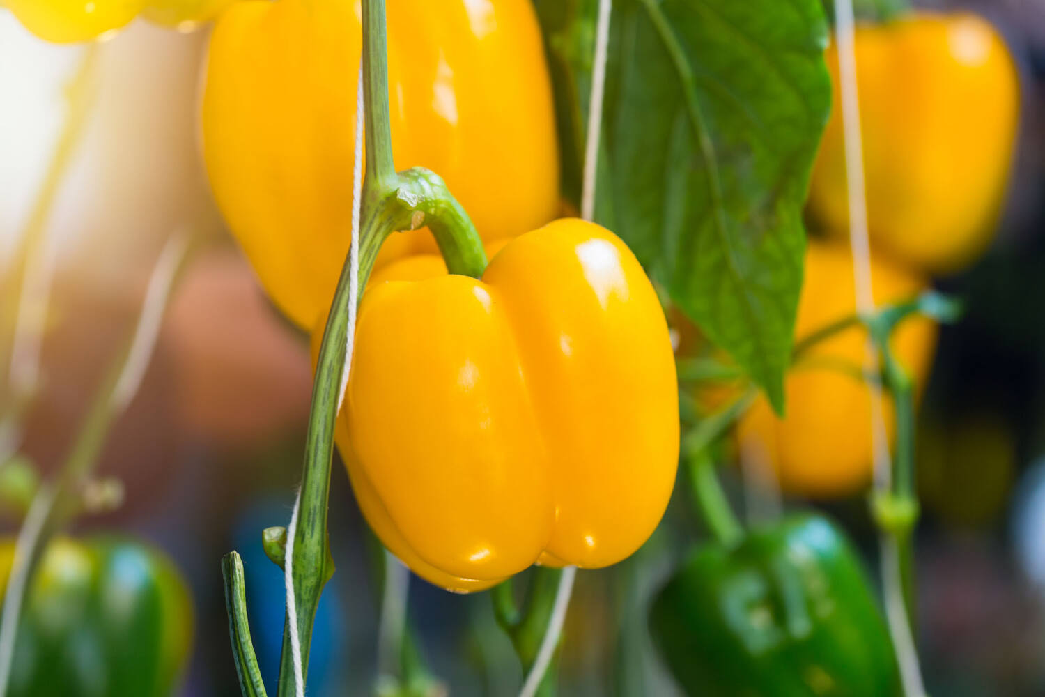 Paprika geel verpakt 3st stuk 2